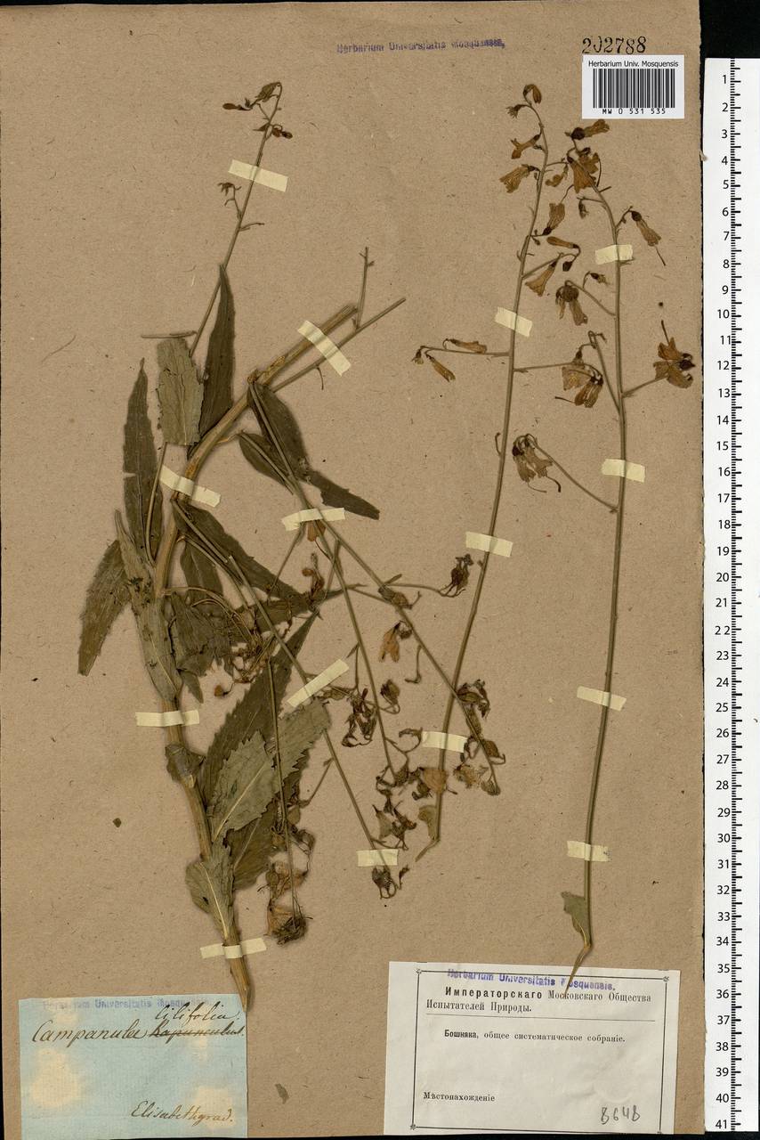 Adenophora liliifolia (L.) A.DC., Eastern Europe, South Ukrainian region (E12) (Ukraine)