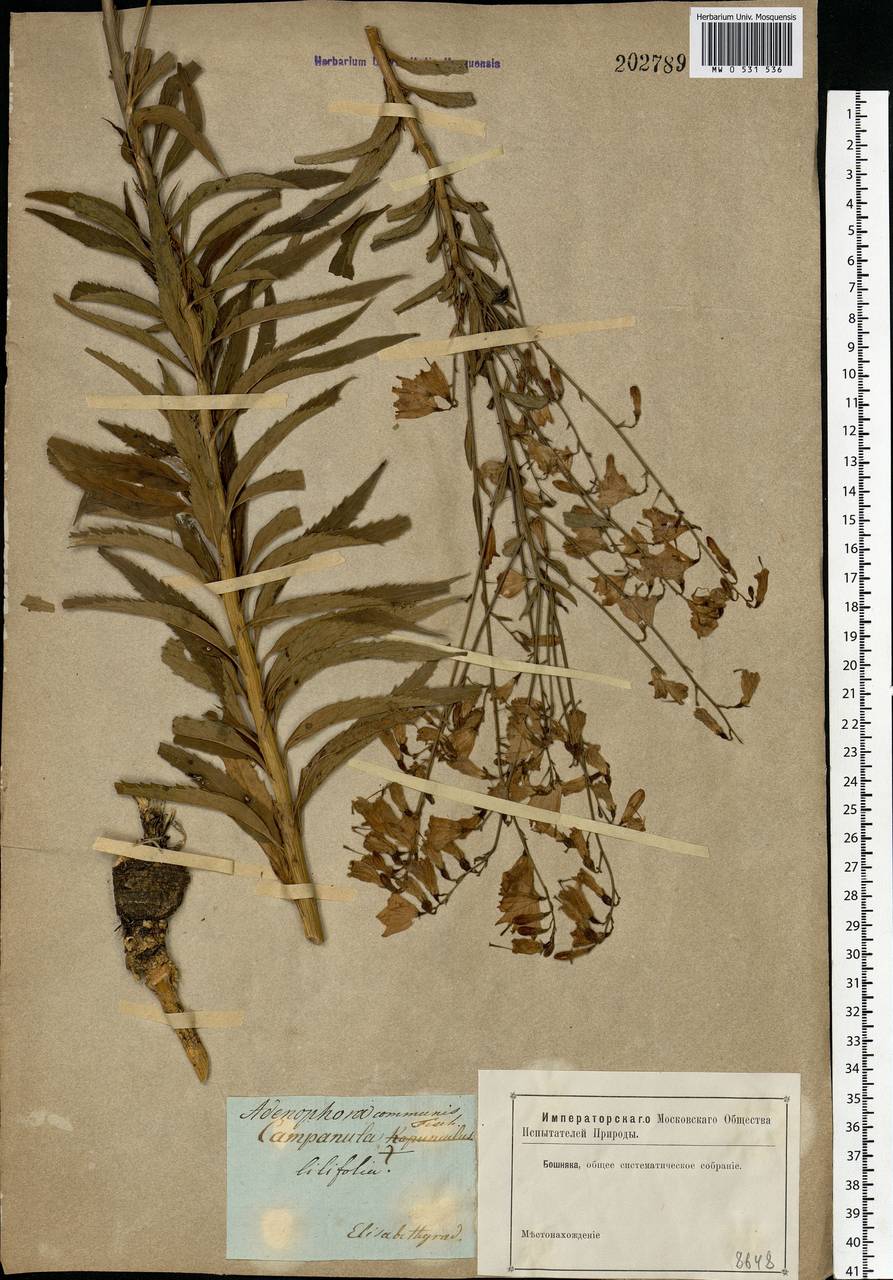 Adenophora liliifolia (L.) A.DC., Eastern Europe, South Ukrainian region (E12) (Ukraine)