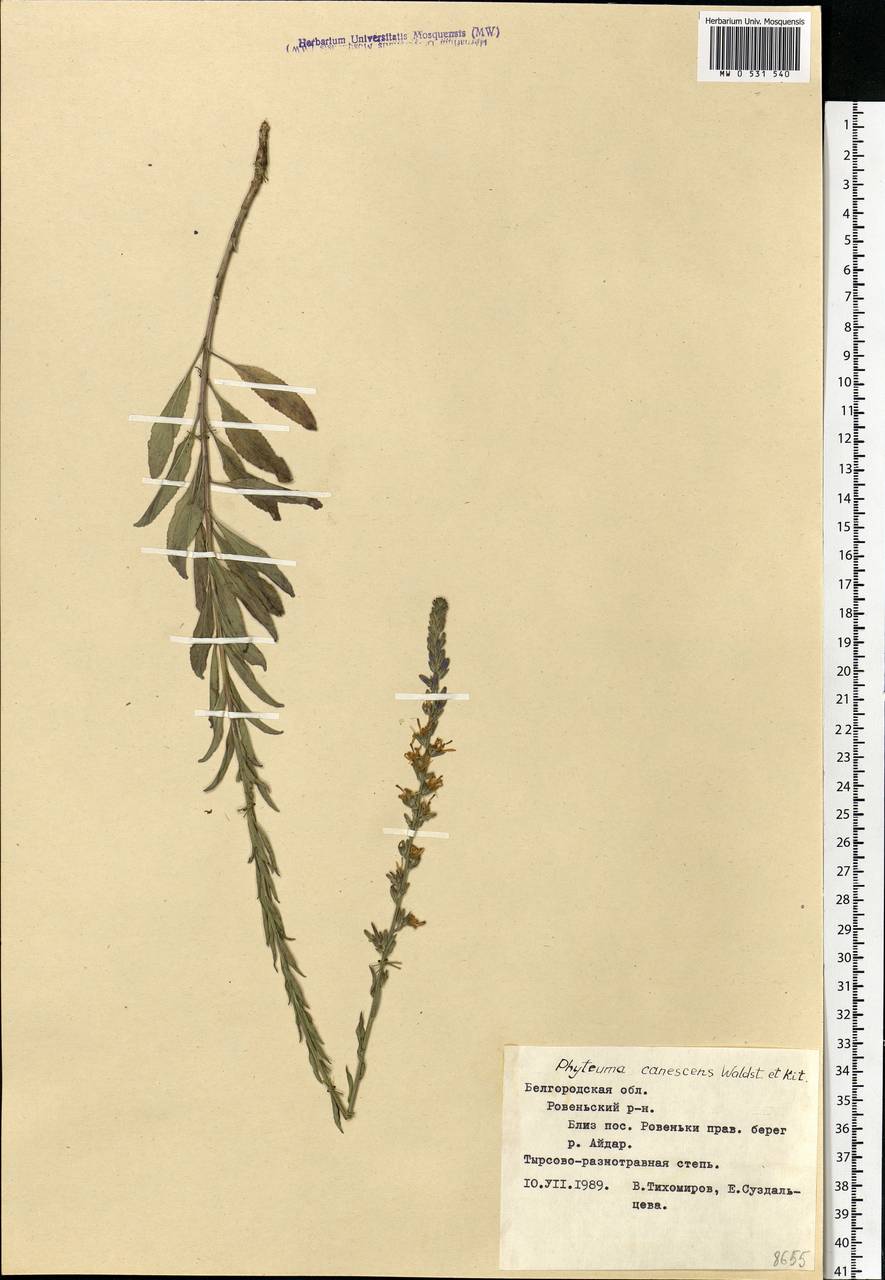 Asyneuma canescens (Waldst. & Kit.) Griseb. & Schenk, Eastern Europe, Central forest-and-steppe region (E6) (Russia)