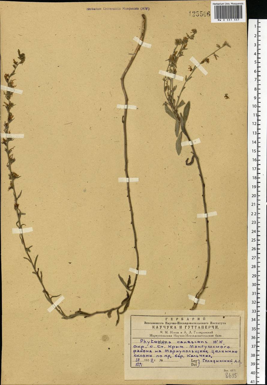 Asyneuma canescens (Waldst. & Kit.) Griseb. & Schenk, Eastern Europe, South Ukrainian region (E12) (Ukraine)