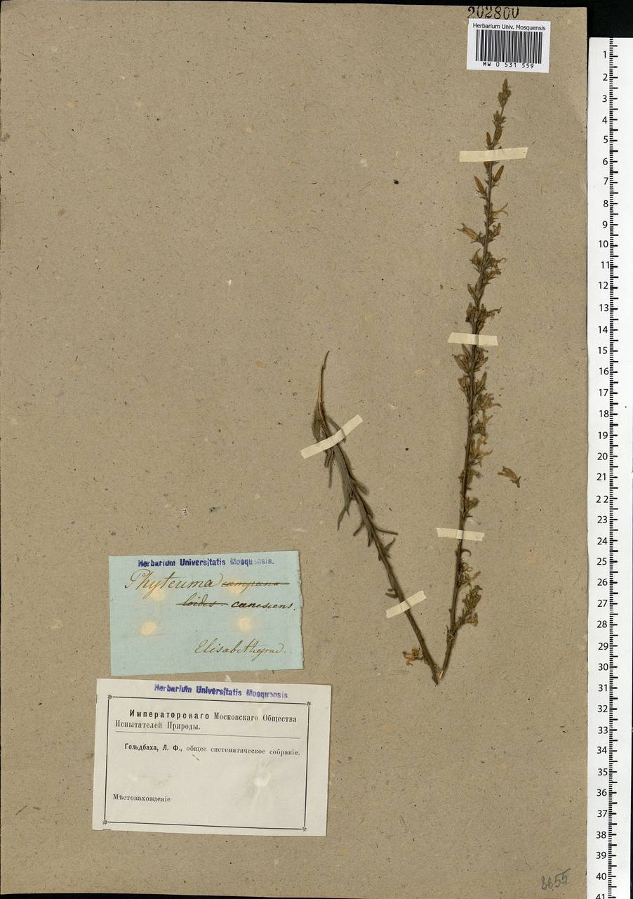 Asyneuma canescens (Waldst. & Kit.) Griseb. & Schenk, Eastern Europe, South Ukrainian region (E12) (Ukraine)