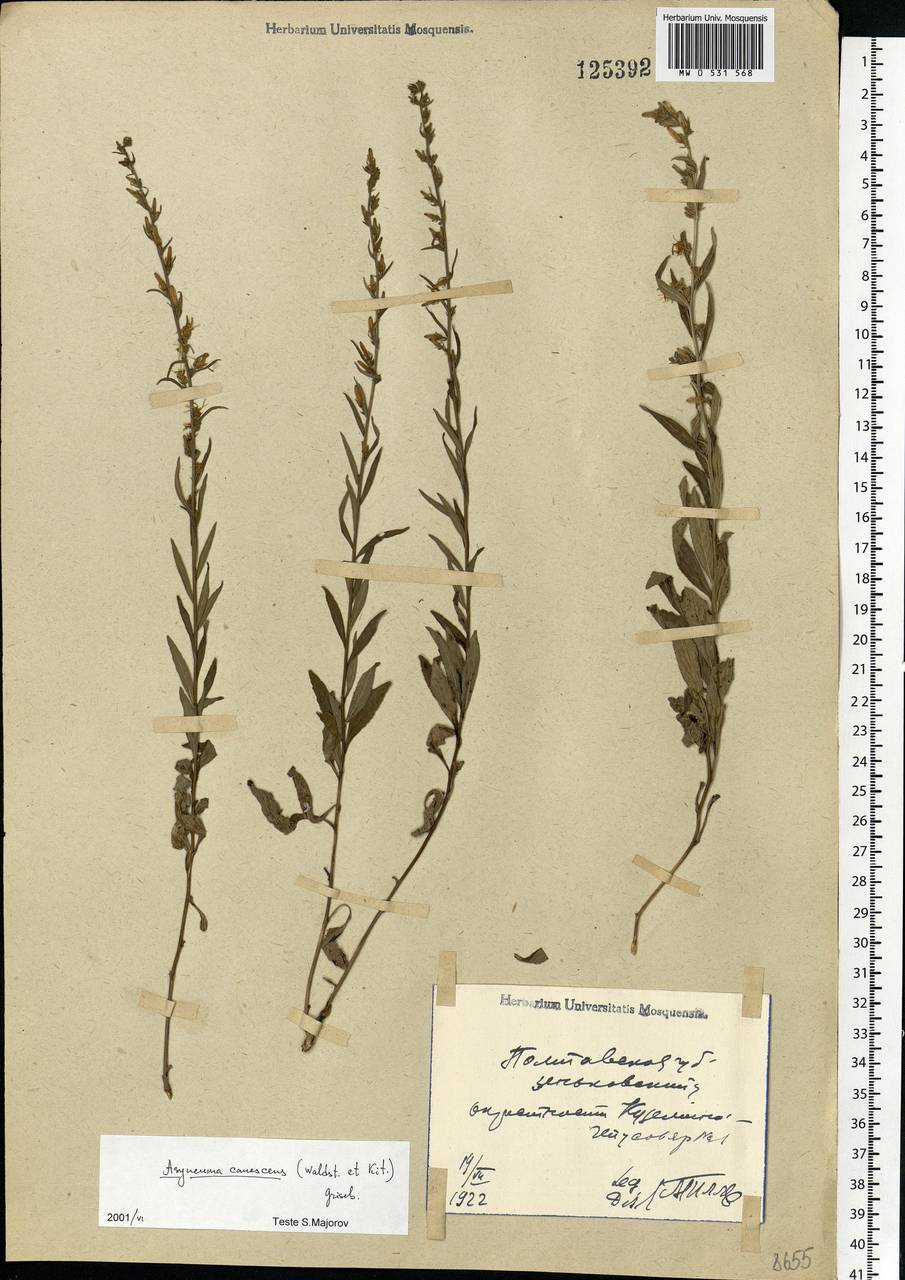 Asyneuma canescens (Waldst. & Kit.) Griseb. & Schenk, Eastern Europe, North Ukrainian region (E11) (Ukraine)