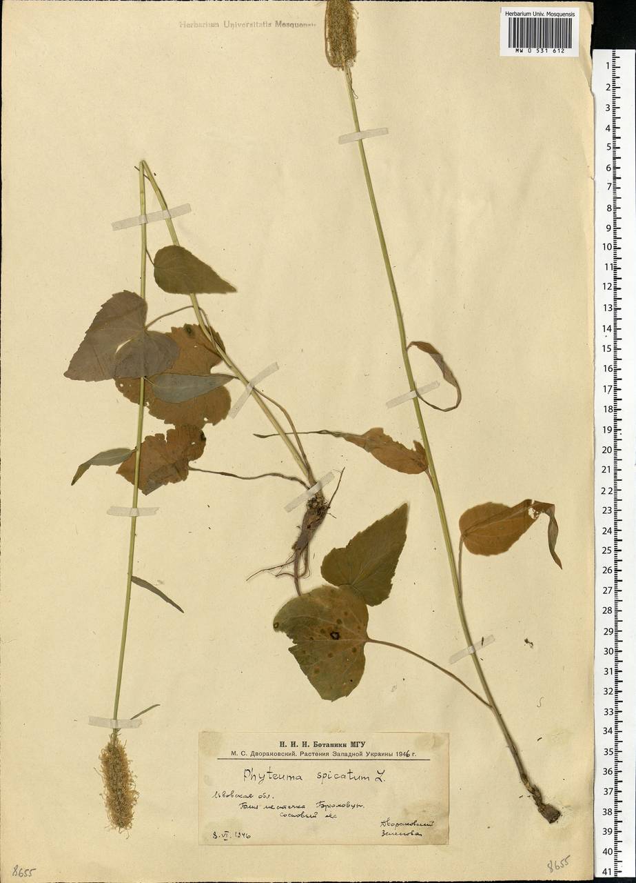 Phyteuma spicatum L., Eastern Europe, West Ukrainian region (E13) (Ukraine)
