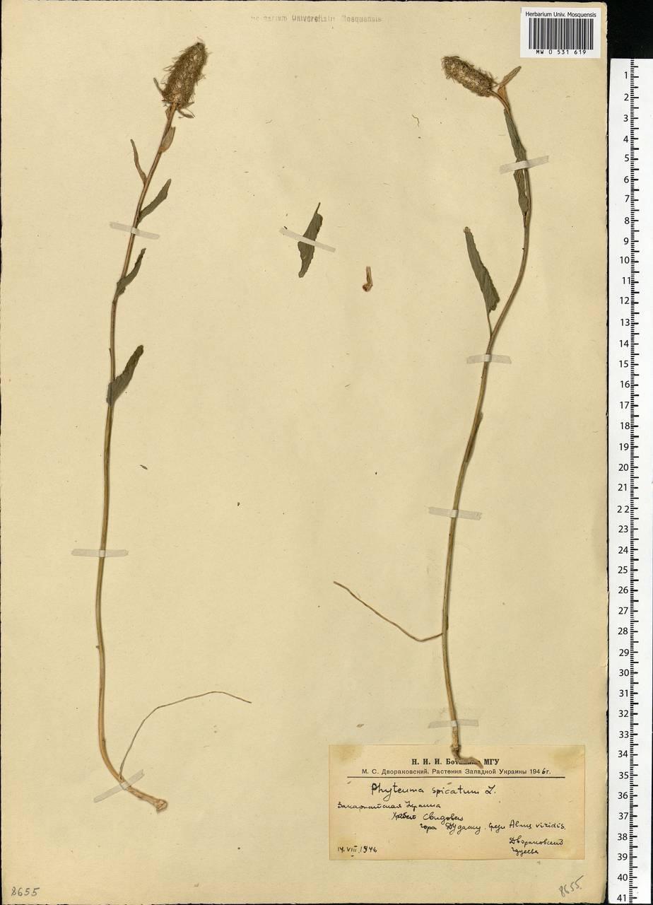 Phyteuma spicatum L., Eastern Europe, West Ukrainian region (E13) (Ukraine)