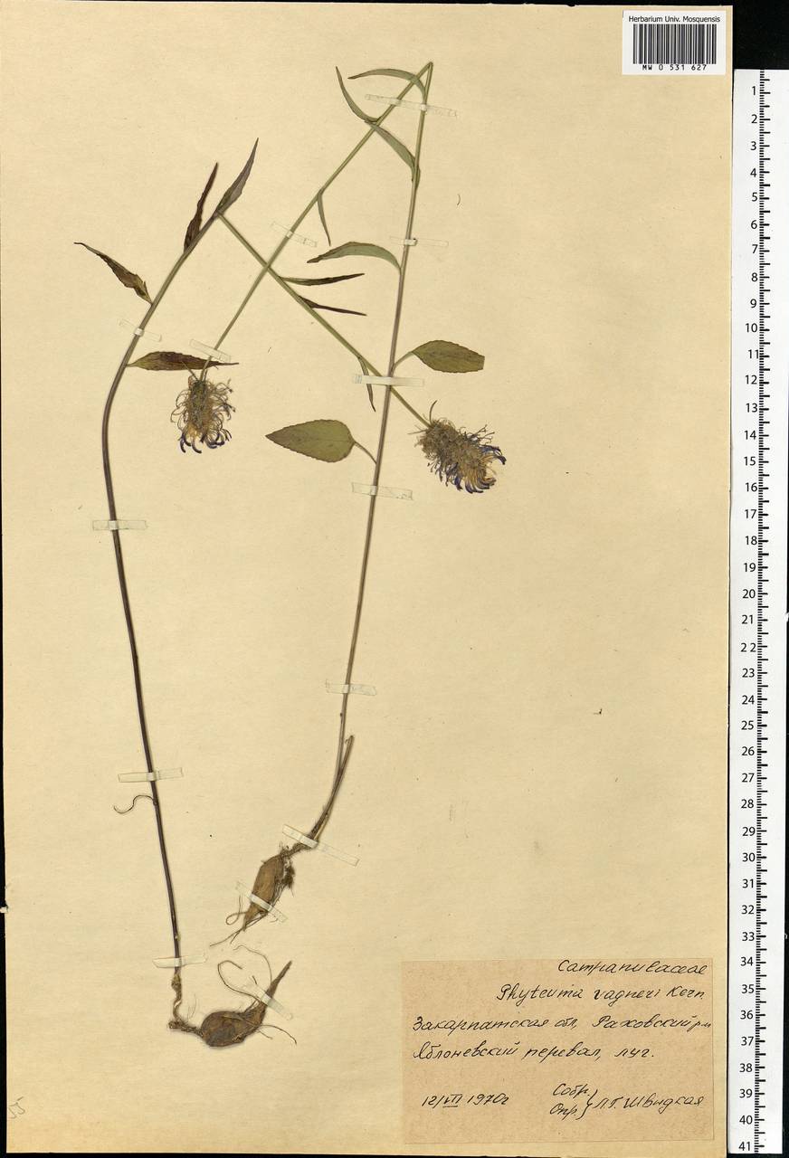 Phyteuma vagneri A.Kern., Eastern Europe, West Ukrainian region (E13) (Ukraine)