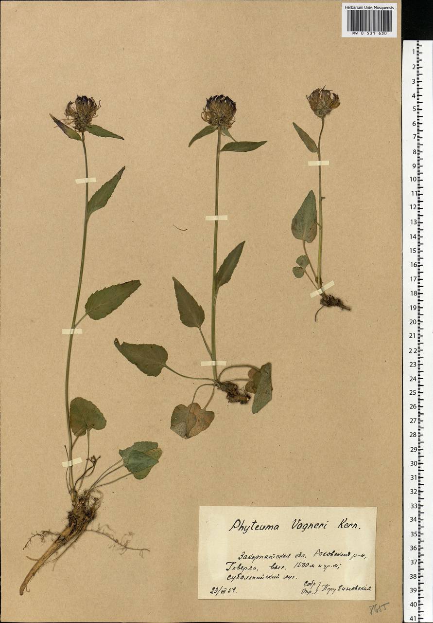 Phyteuma vagneri A.Kern., Eastern Europe, West Ukrainian region (E13) (Ukraine)