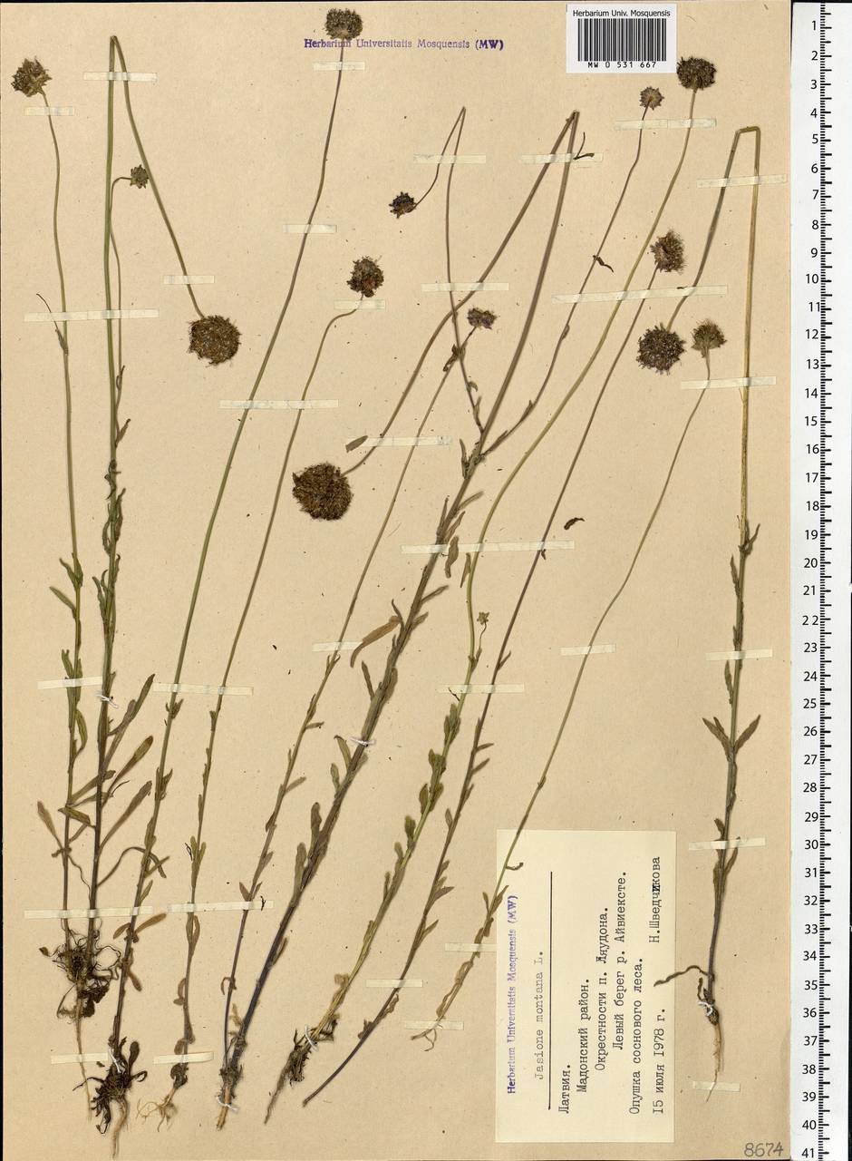 Jasione montana L., Eastern Europe, Latvia (E2b) (Latvia)