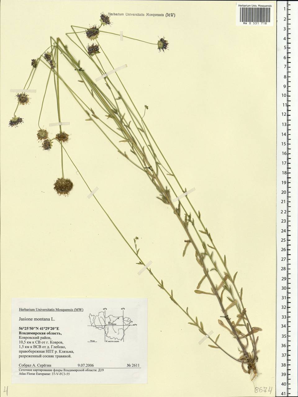 Jasione montana L., Eastern Europe, Central region (E4) (Russia)