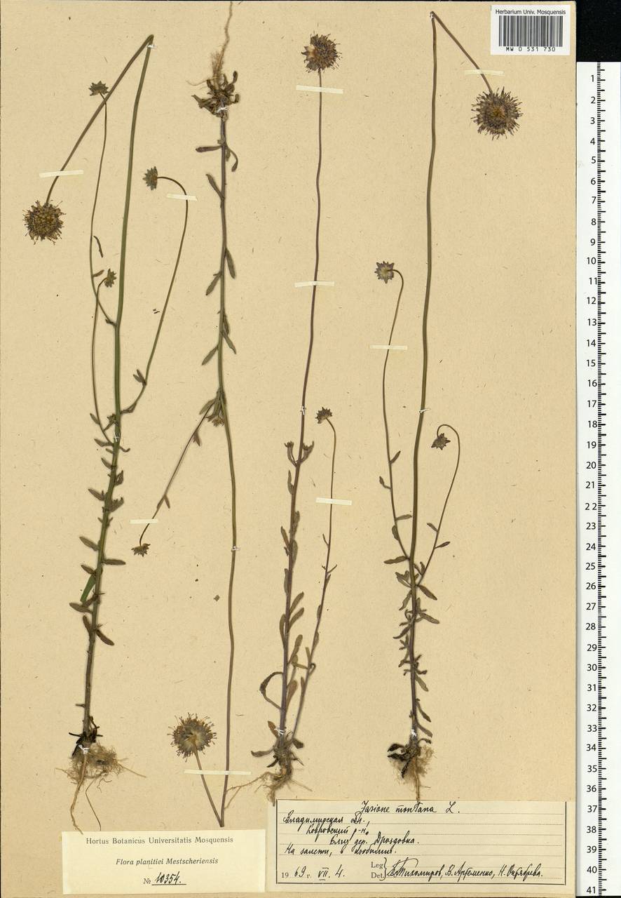 Jasione montana L., Eastern Europe, Central region (E4) (Russia)