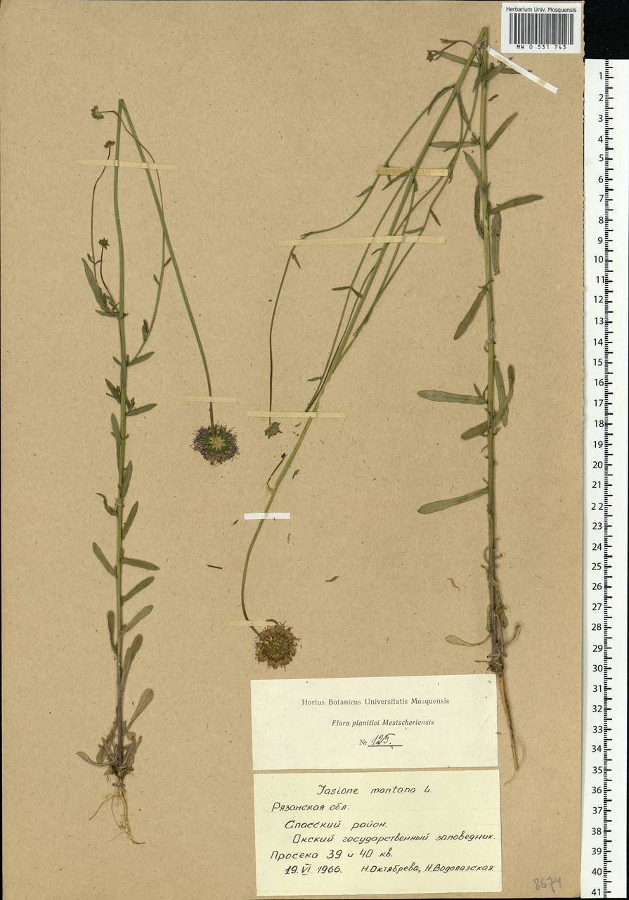 Jasione montana L., Eastern Europe, Central region (E4) (Russia)