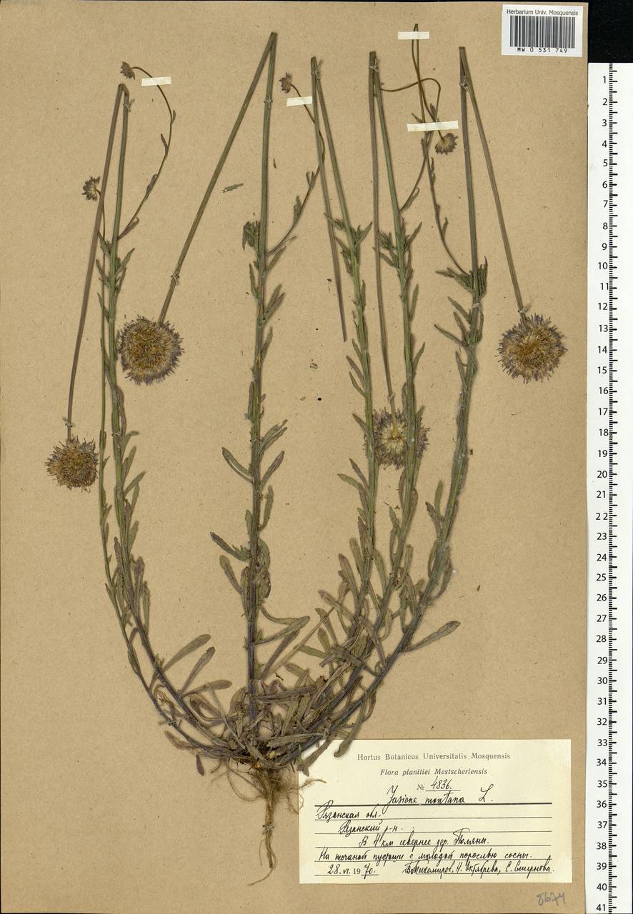 Jasione montana L., Eastern Europe, Central region (E4) (Russia)