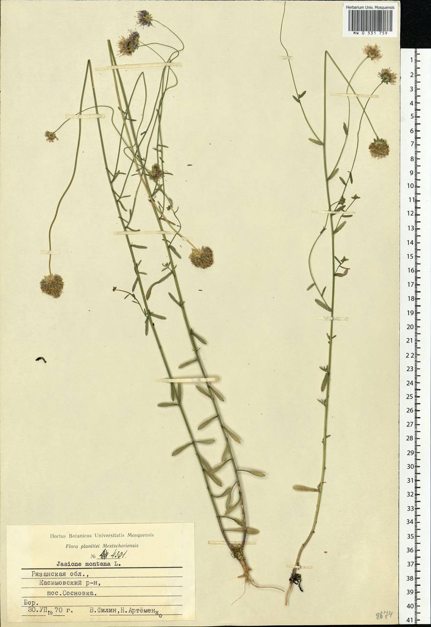 Jasione montana L., Eastern Europe, Central region (E4) (Russia)