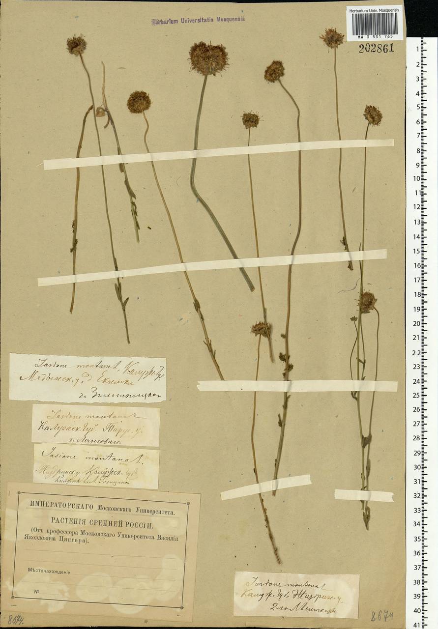 Jasione montana L., Eastern Europe, Central region (E4) (Russia)