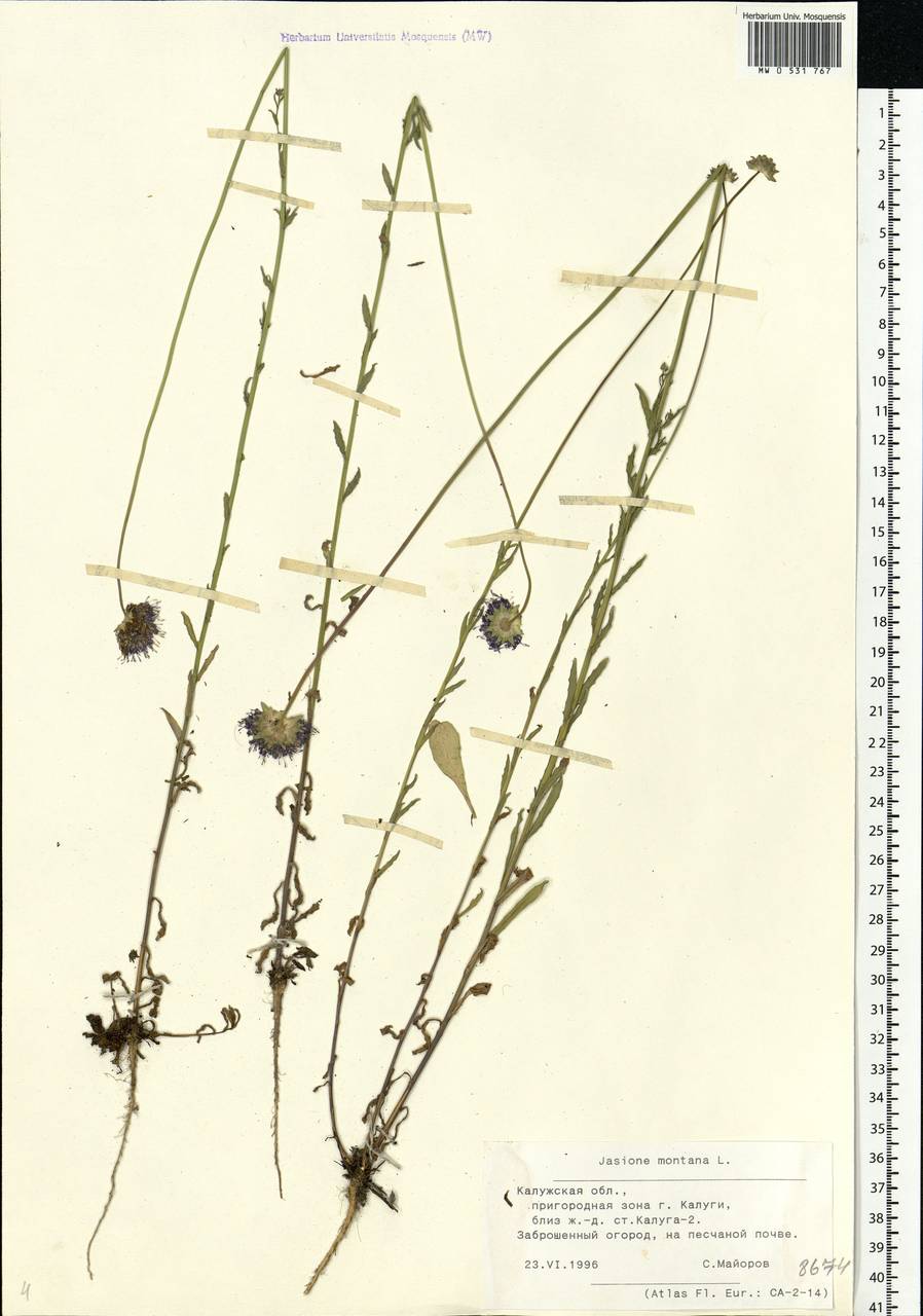 Jasione montana L., Eastern Europe, Central region (E4) (Russia)