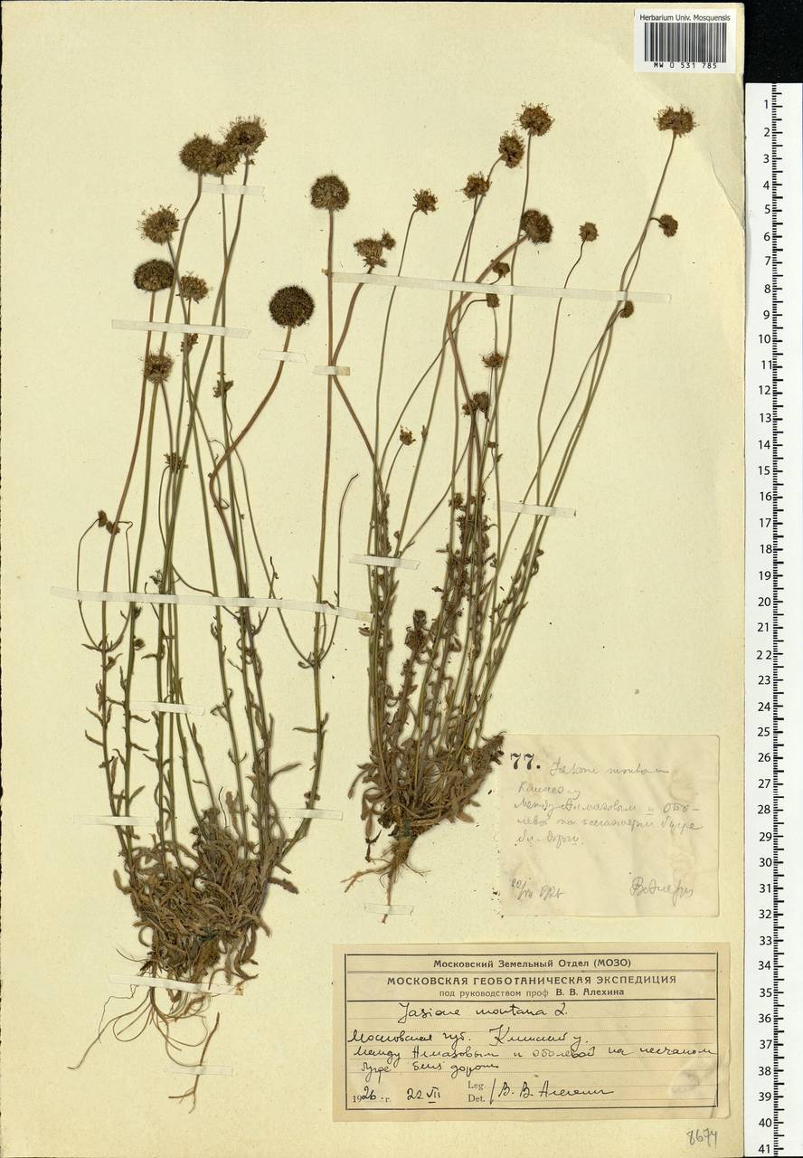 Jasione montana L., Eastern Europe, Moscow region (E4a) (Russia)