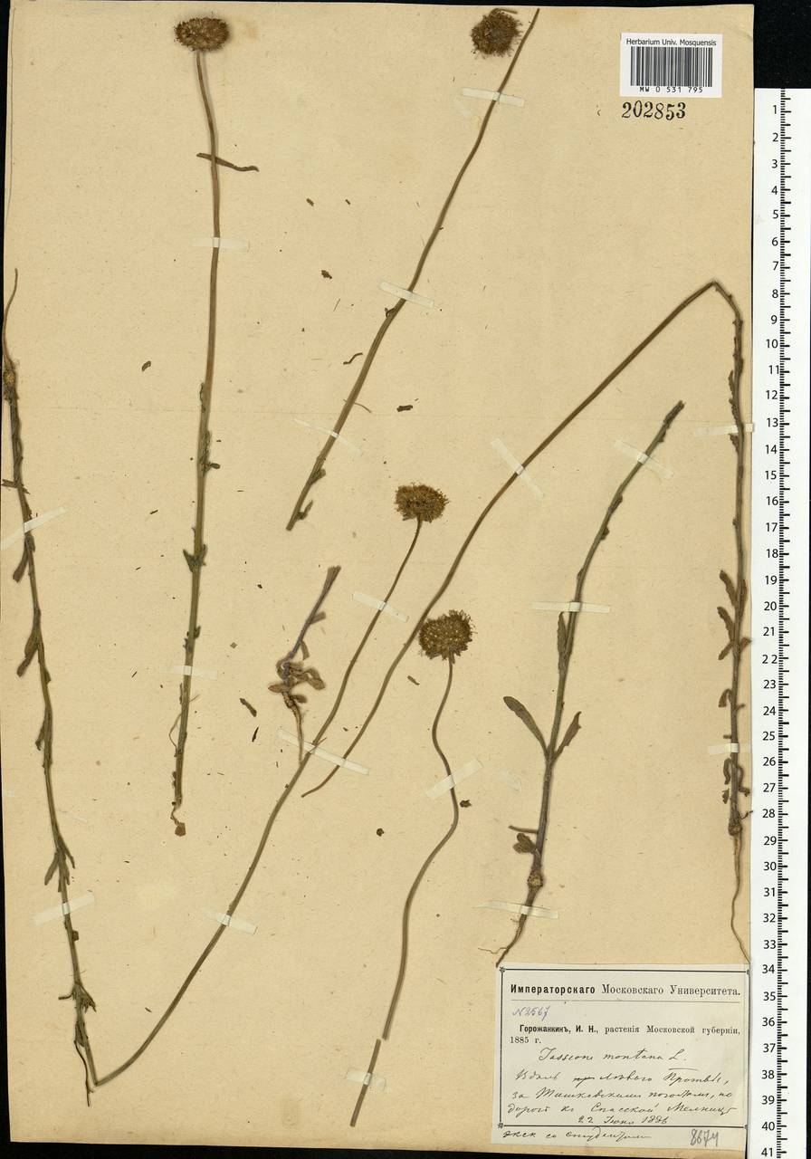 Jasione montana L., Eastern Europe, Central region (E4) (Russia)