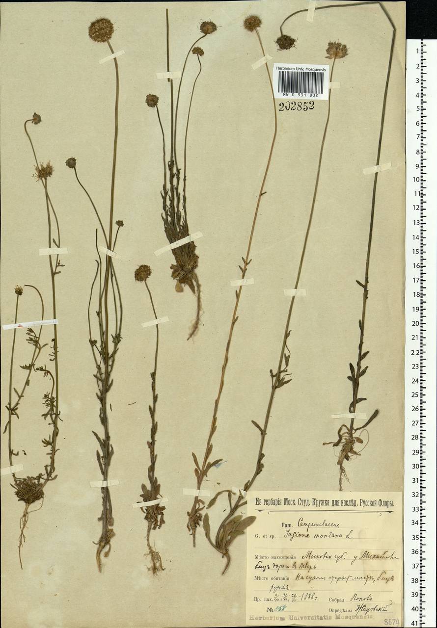 Jasione montana L., Eastern Europe, Moscow region (E4a) (Russia)