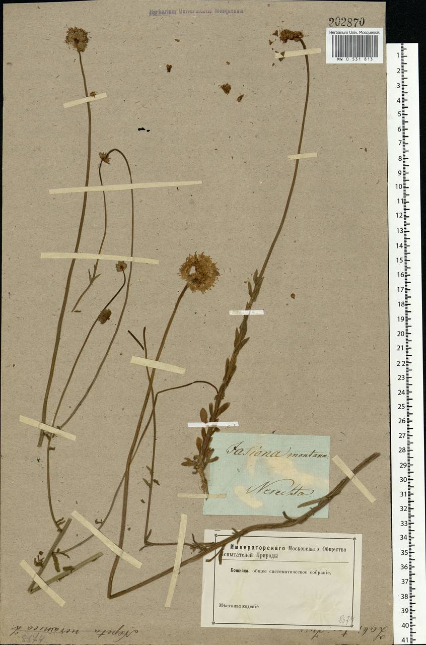 Jasione montana L., Eastern Europe, Central forest region (E5) (Russia)