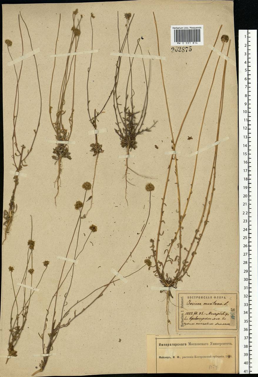 Jasione montana L., Eastern Europe, Central forest region (E5) (Russia)