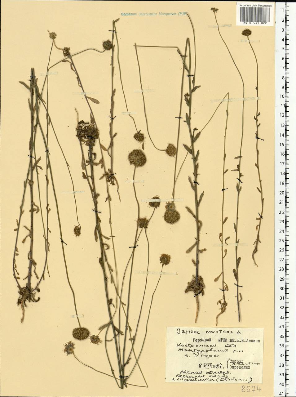 Jasione montana L., Eastern Europe, Central forest region (E5) (Russia)