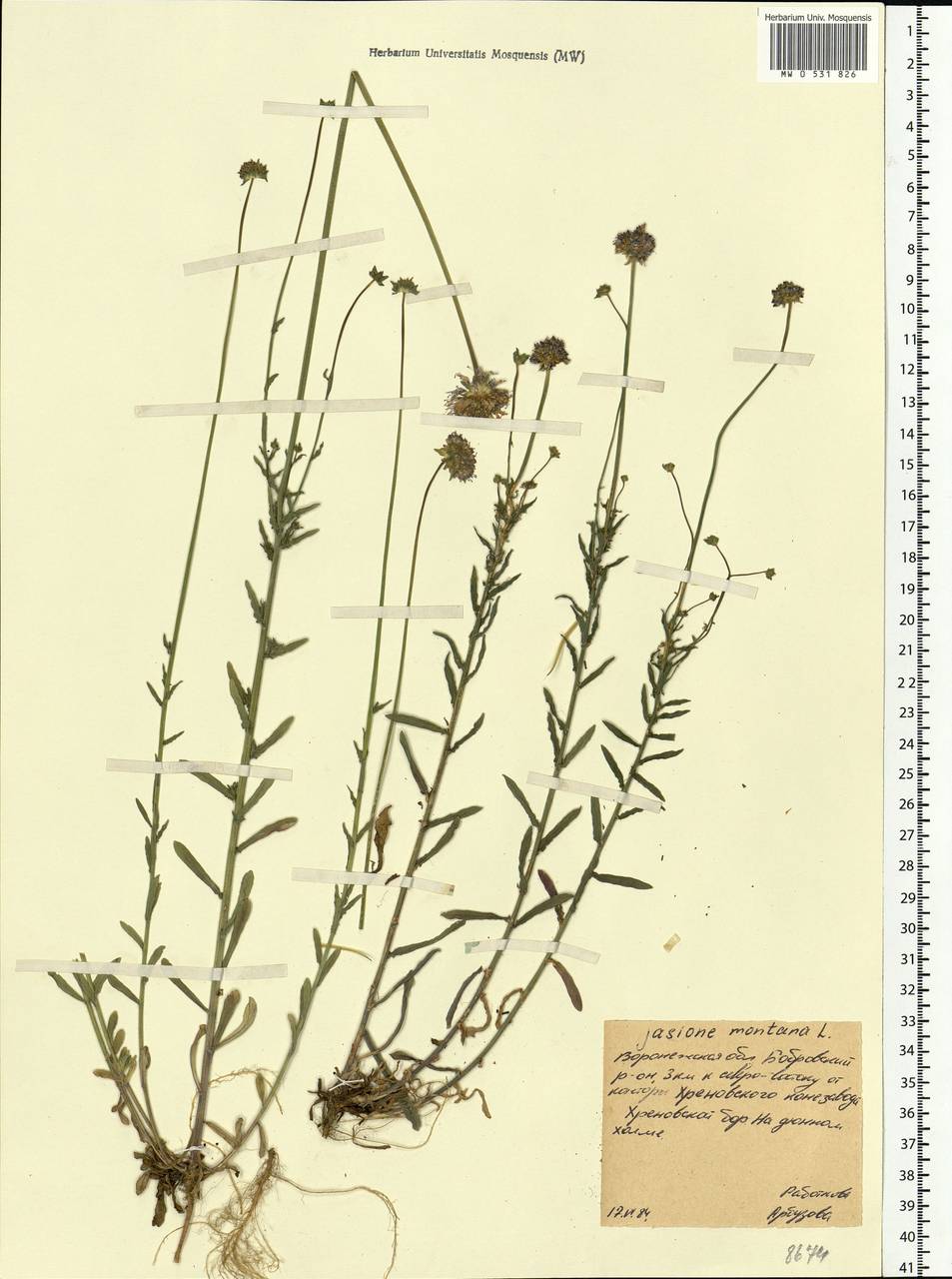Jasione montana L., Eastern Europe, Central forest-and-steppe region (E6) (Russia)