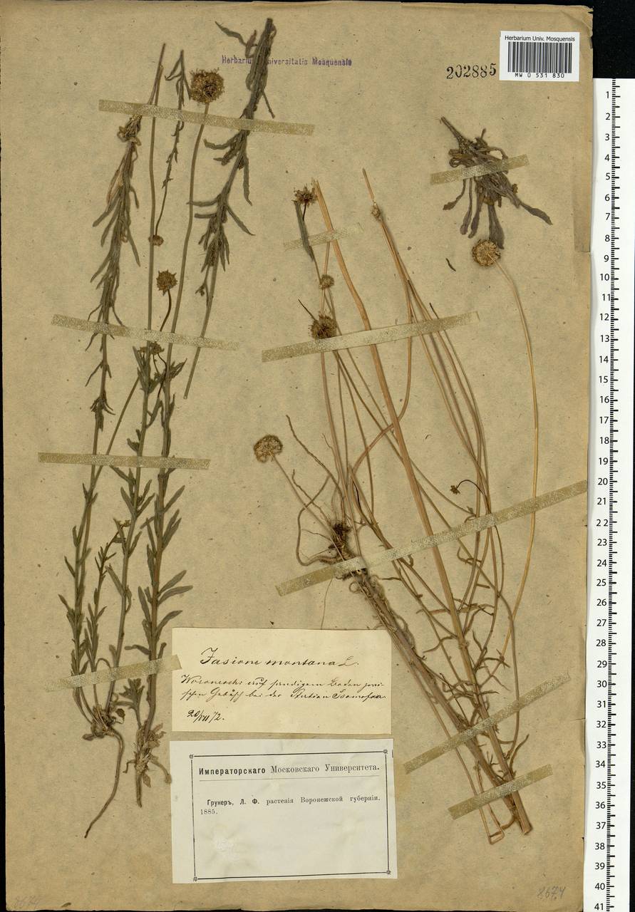 Jasione montana L., Eastern Europe, Central forest-and-steppe region (E6) (Russia)