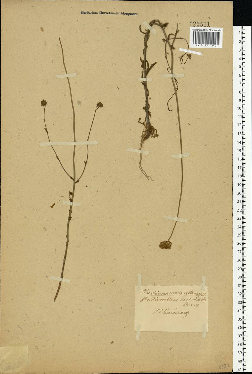 Jasione montana L., Eastern Europe, Central forest-and-steppe region (E6) (Russia)