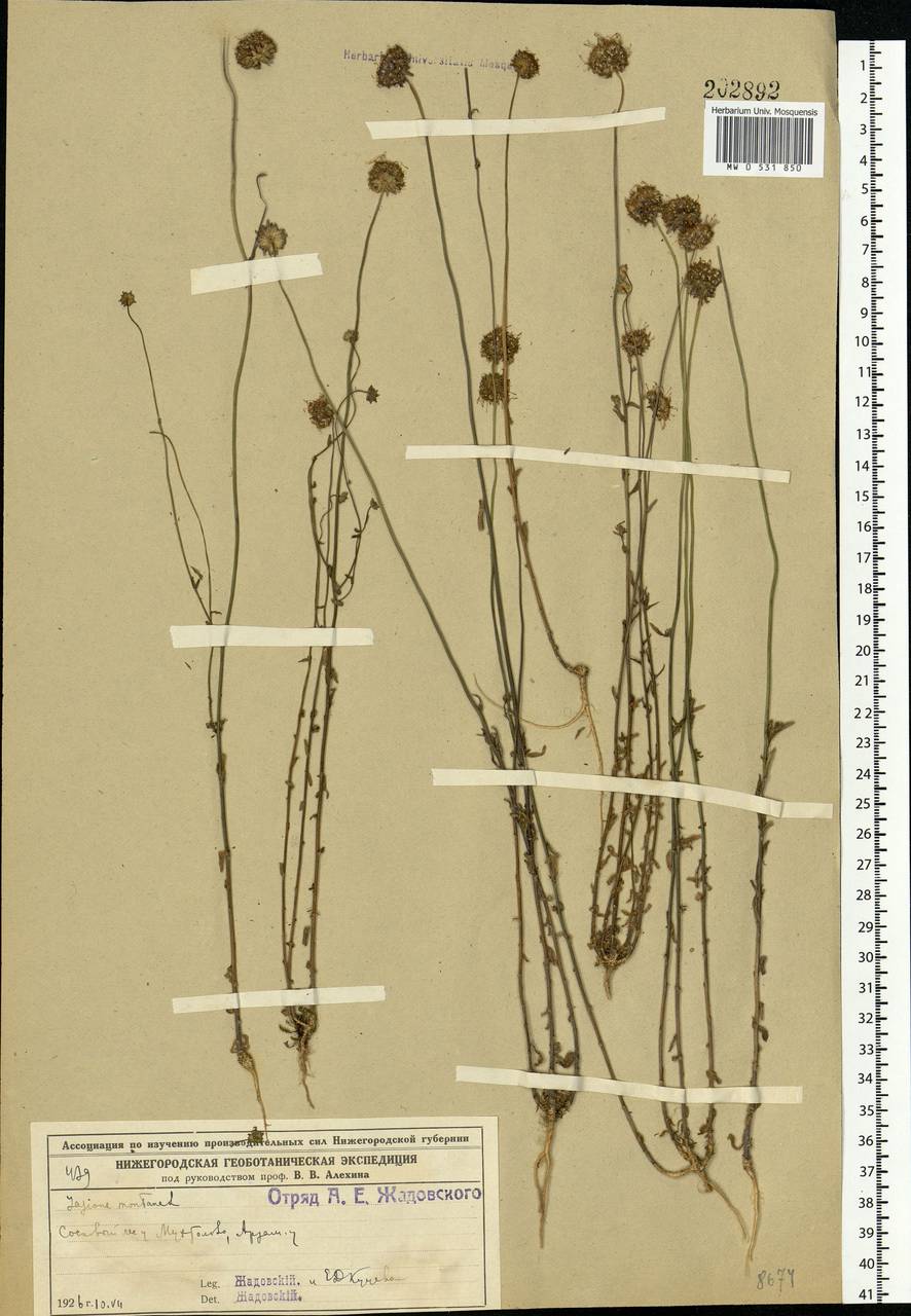 Jasione montana L., Eastern Europe, Volga-Kama region (E7) (Russia)