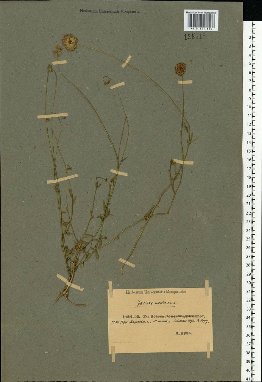 Jasione montana L., Eastern Europe, South Ukrainian region (E12) (Ukraine)