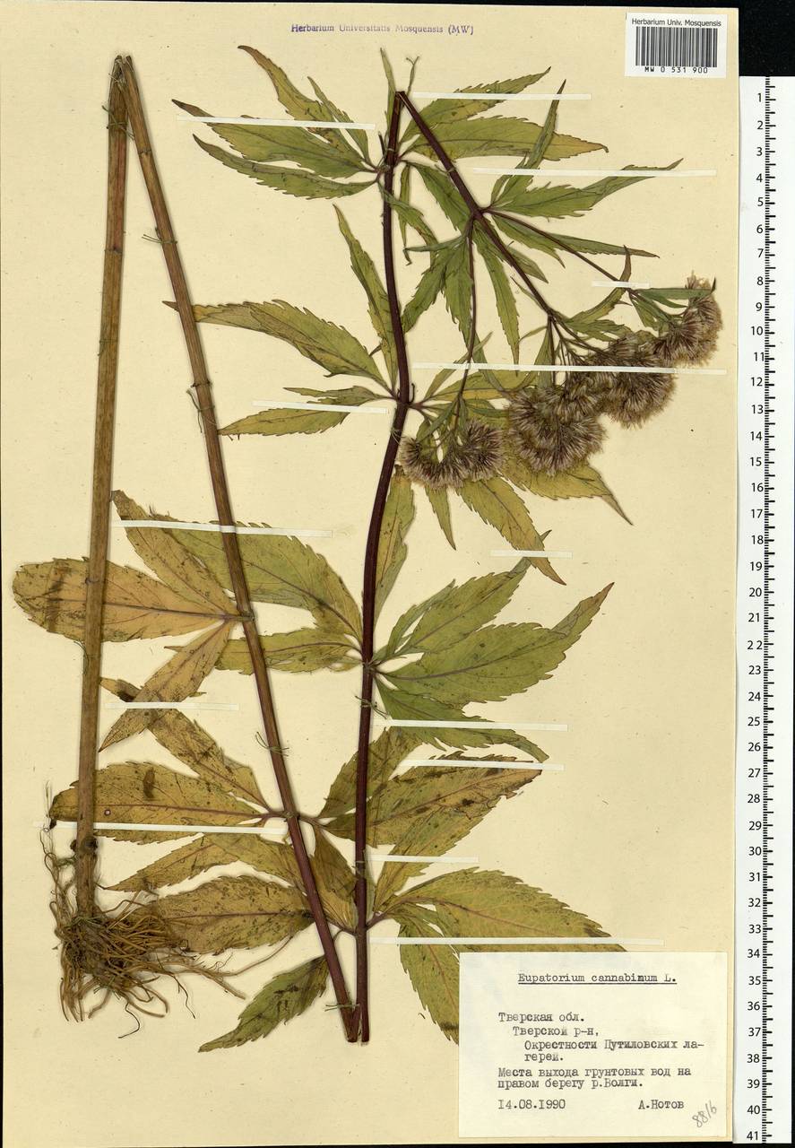 Eupatorium cannabinum L., Eastern Europe, North-Western region (E2) (Russia)