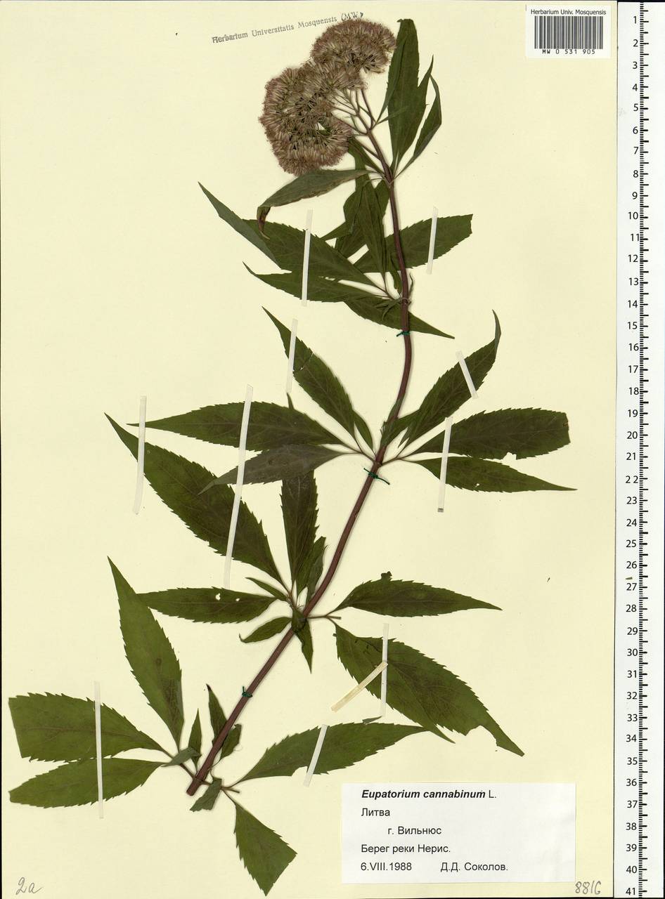 Eupatorium cannabinum L., Eastern Europe, Lithuania (E2a) (Lithuania)