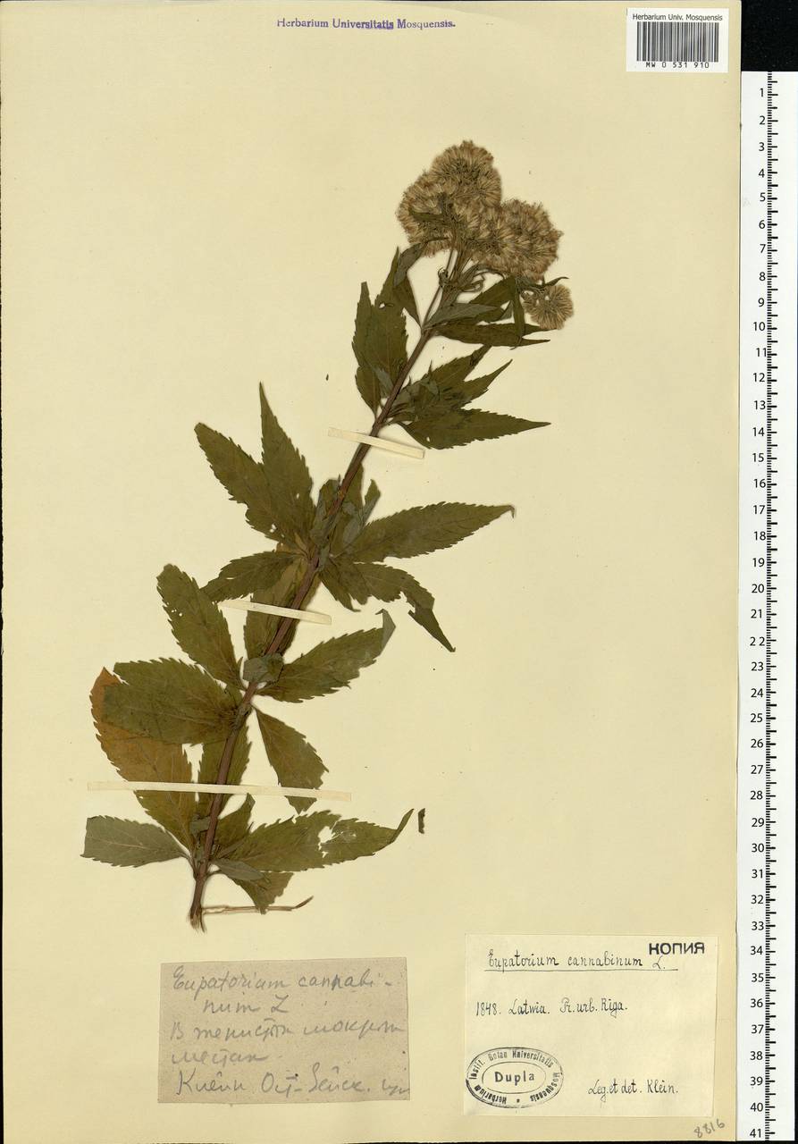 Eupatorium cannabinum L., Eastern Europe, Latvia (E2b) (Latvia)