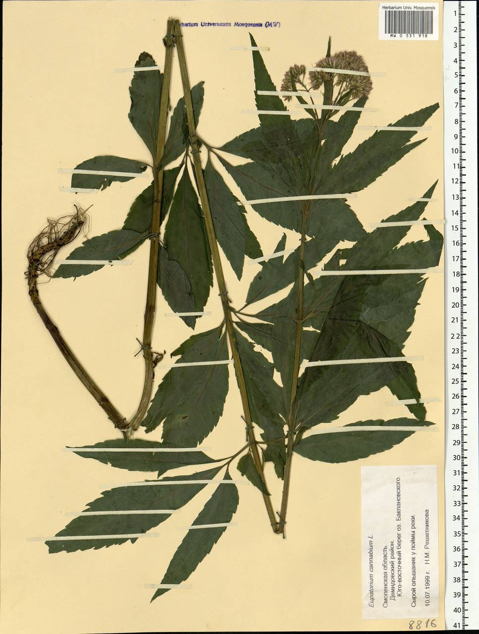 Eupatorium cannabinum L., Eastern Europe, Western region (E3) (Russia)