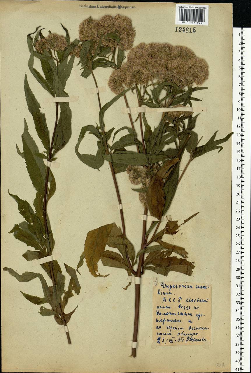 Eupatorium cannabinum L., Eastern Europe, Belarus (E3a) (Belarus)