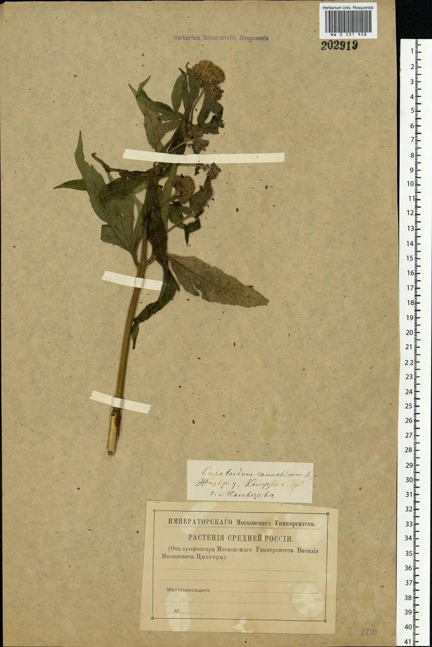 Eupatorium cannabinum L., Eastern Europe, Central region (E4) (Russia)