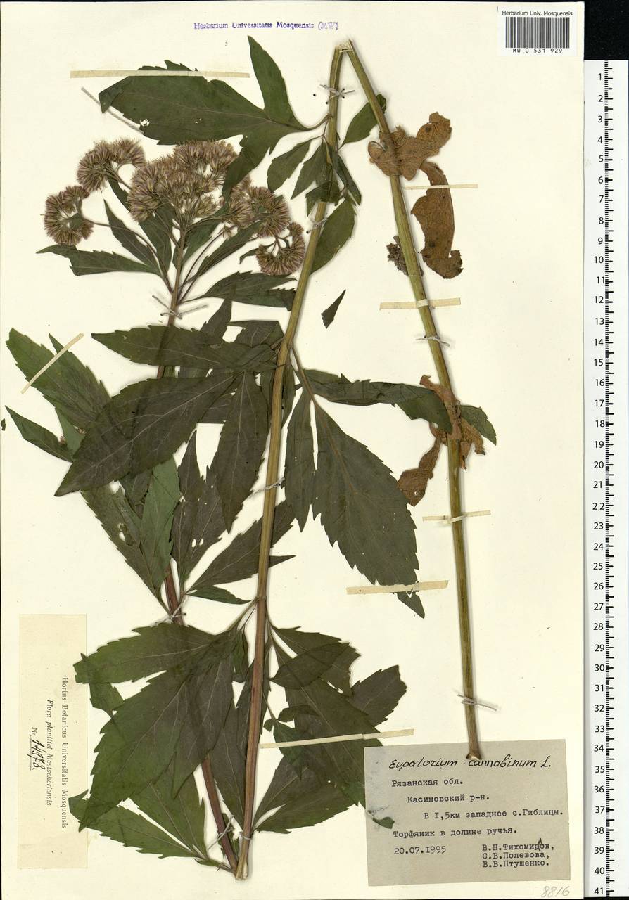 Eupatorium cannabinum L., Eastern Europe, Central region (E4) (Russia)