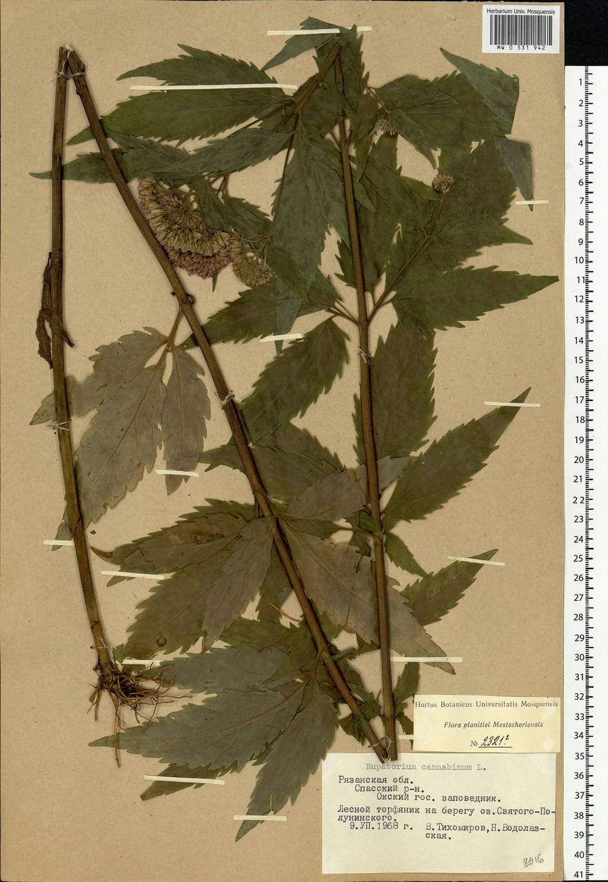 Eupatorium cannabinum L., Eastern Europe, Central region (E4) (Russia)