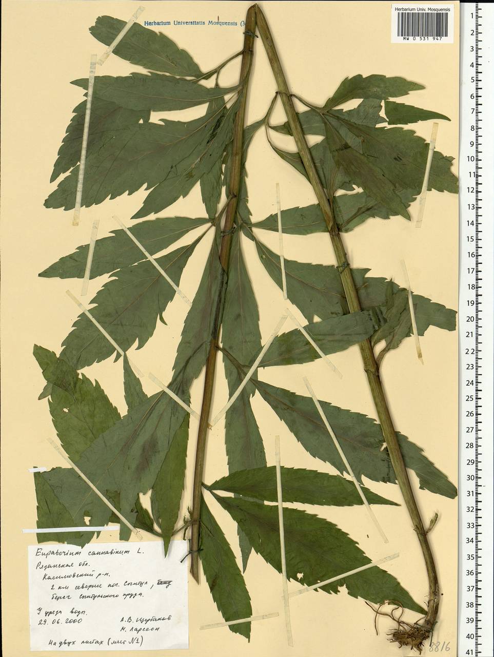 Eupatorium cannabinum L., Eastern Europe, Central region (E4) (Russia)