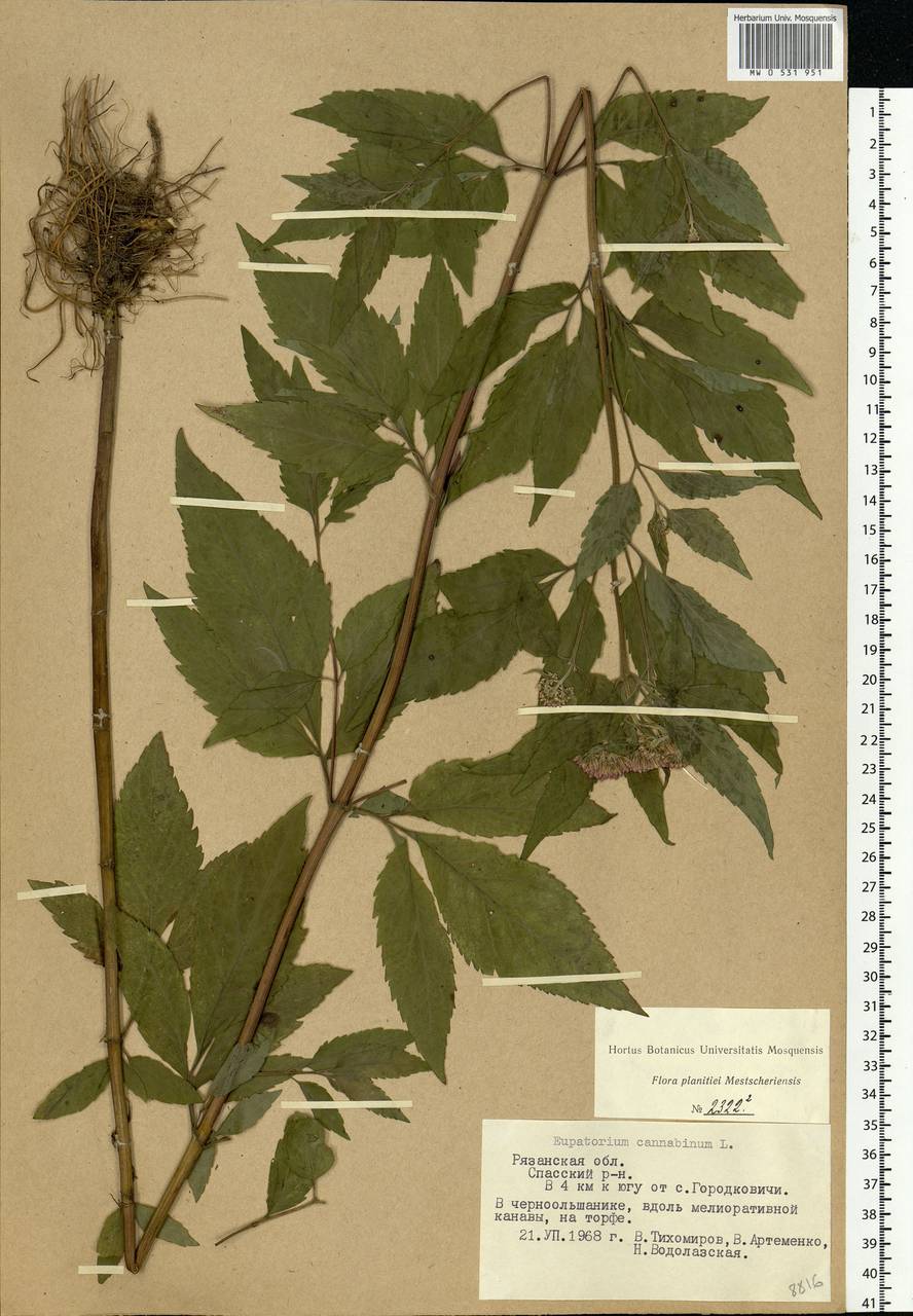 Eupatorium cannabinum L., Eastern Europe, Central region (E4) (Russia)