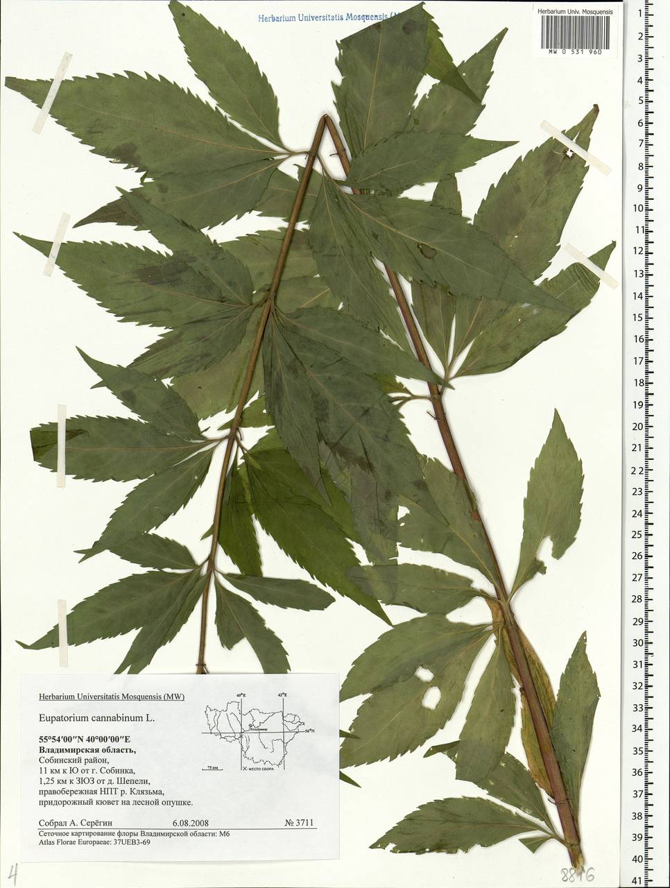 Eupatorium cannabinum L., Eastern Europe, Central region (E4) (Russia)