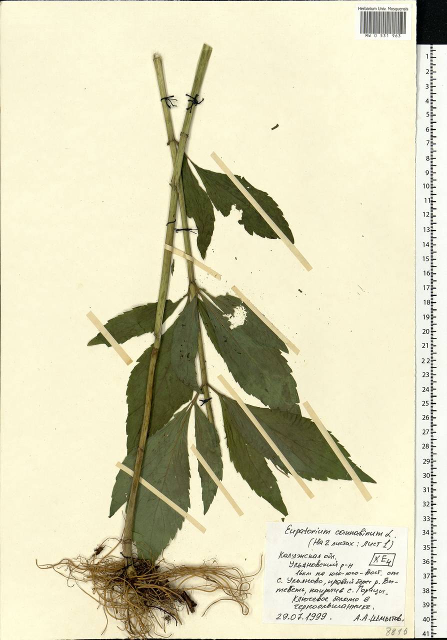 Eupatorium cannabinum L., Eastern Europe, Central region (E4) (Russia)