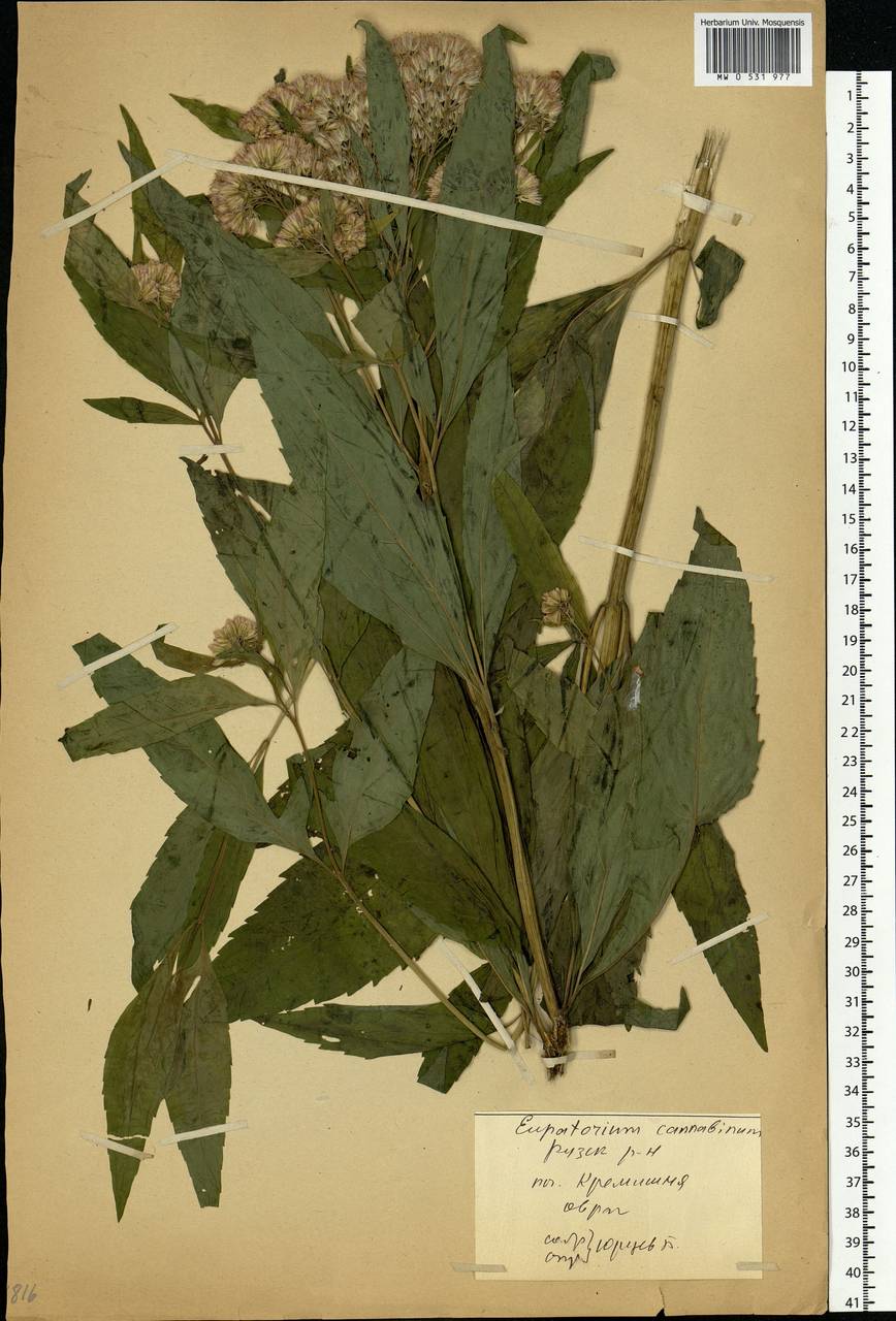 Eupatorium cannabinum L., Eastern Europe, Moscow region (E4a) (Russia)