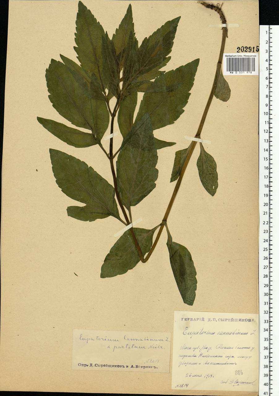 Eupatorium cannabinum L., Eastern Europe, Moscow region (E4a) (Russia)
