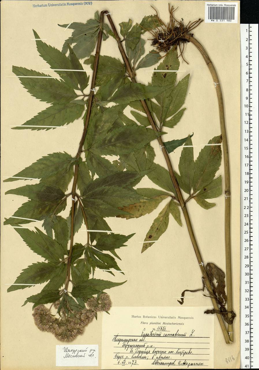 Eupatorium cannabinum L., Eastern Europe, Moscow region (E4a) (Russia)