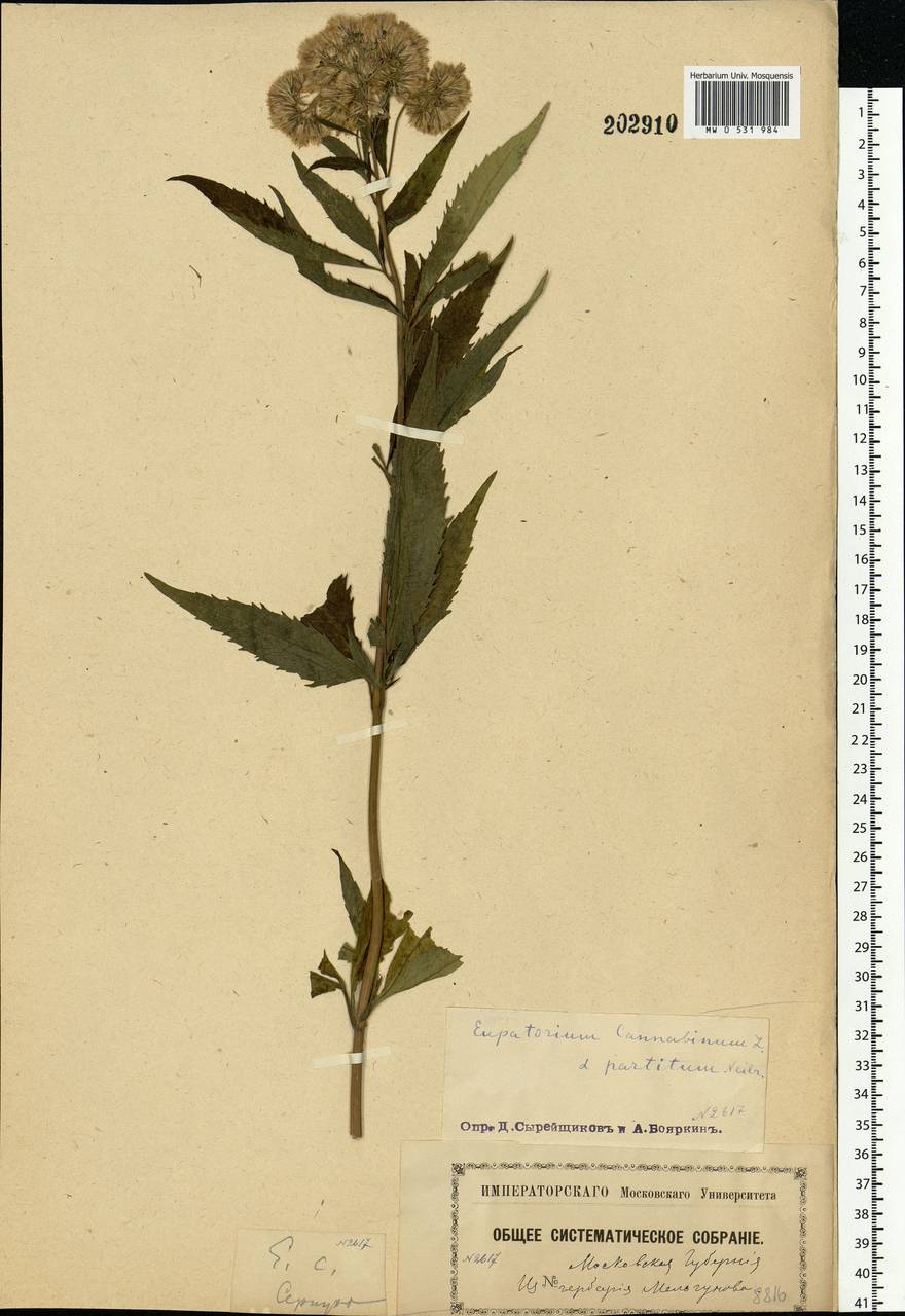 Eupatorium cannabinum L., Eastern Europe, Moscow region (E4a) (Russia)