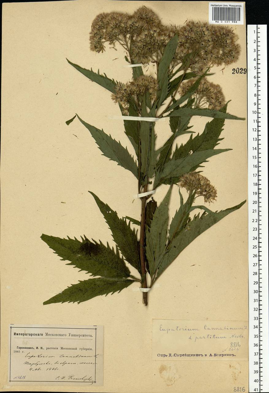 Eupatorium cannabinum L., Eastern Europe, Moscow region (E4a) (Russia)