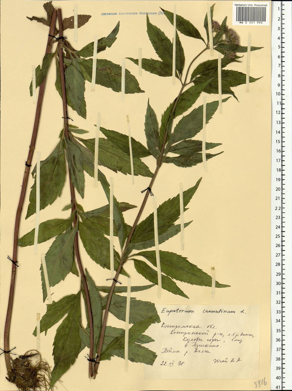 Eupatorium cannabinum L., Eastern Europe, Central forest region (E5) (Russia)