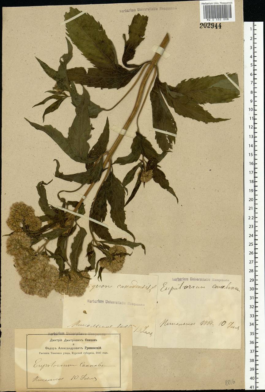 Eupatorium cannabinum L., Eastern Europe, Central forest-and-steppe region (E6) (Russia)
