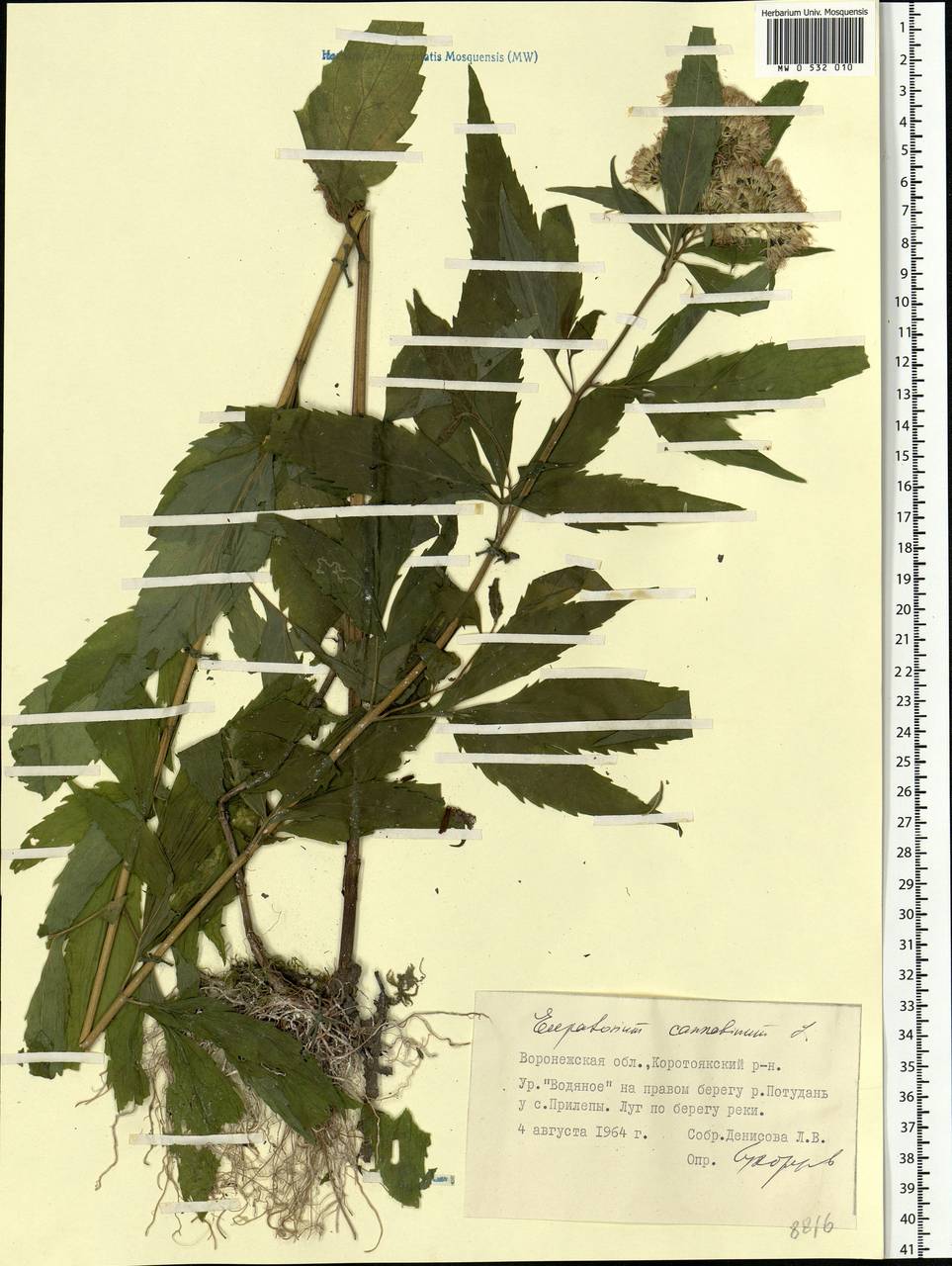 Eupatorium cannabinum L., Eastern Europe, Central forest-and-steppe region (E6) (Russia)