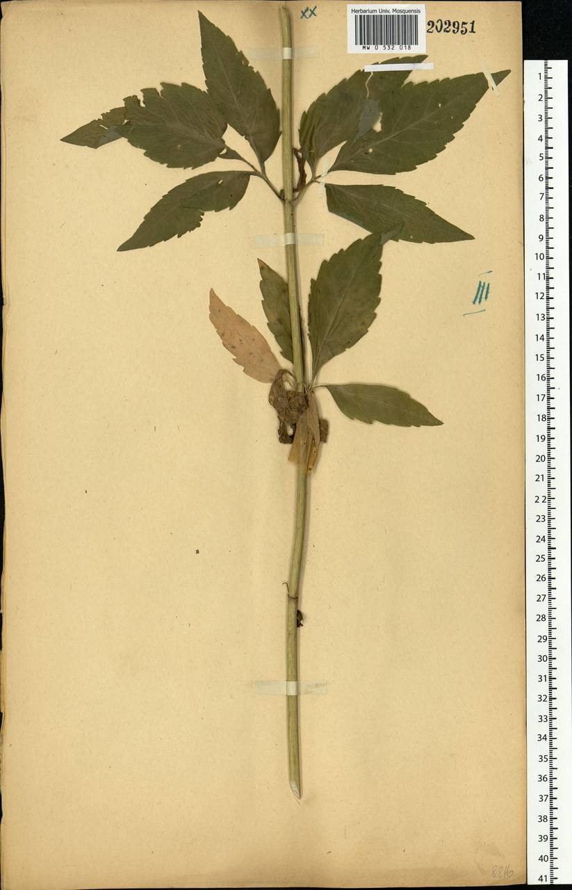 Eupatorium cannabinum L., Eastern Europe, Central forest-and-steppe region (E6) (Russia)